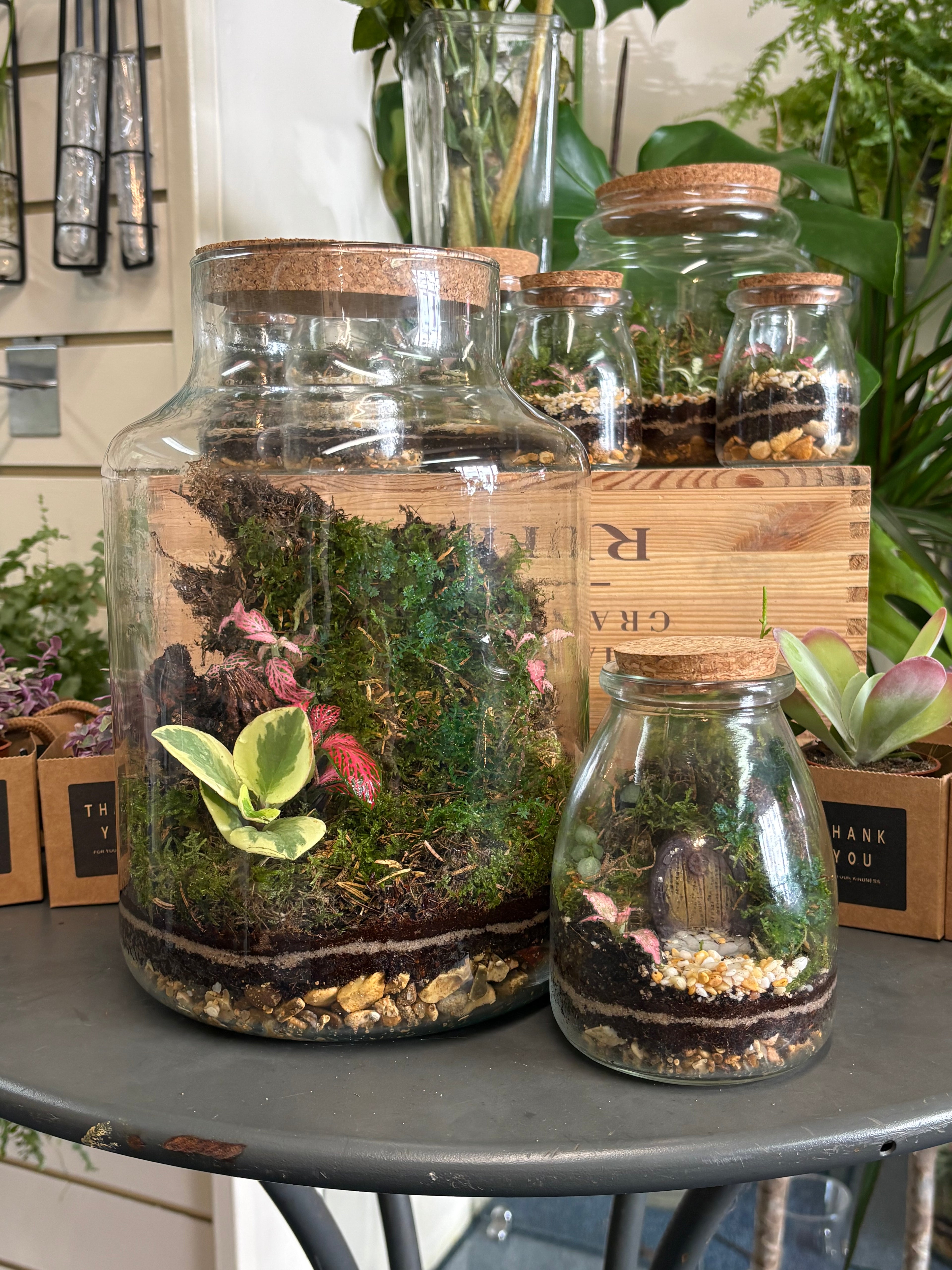 Terrarium workshop 21/8/26