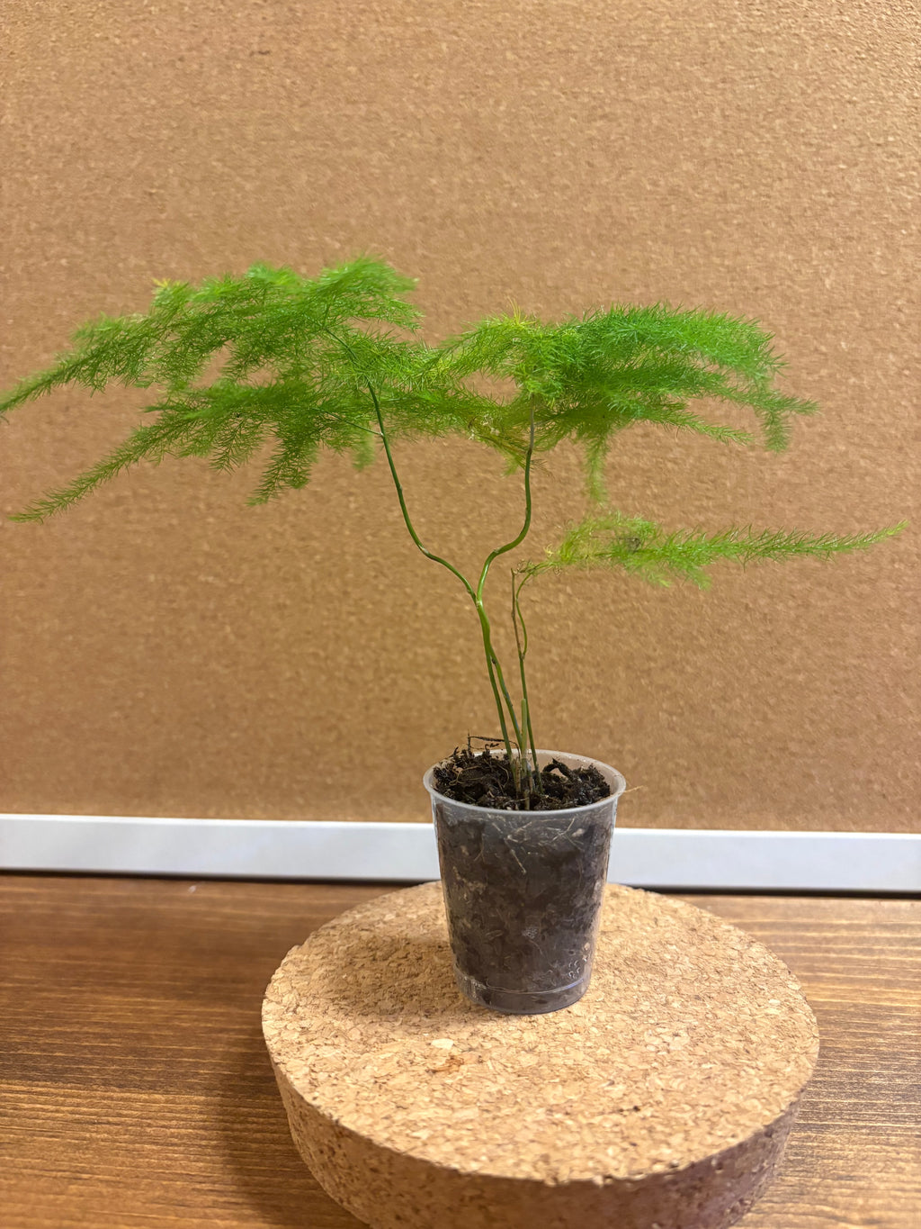 DIY terrarium kit with plants substrate and jar