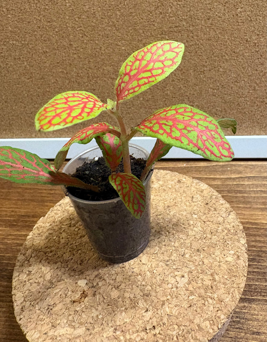 DIY terrarium kit with plants substrate and jar