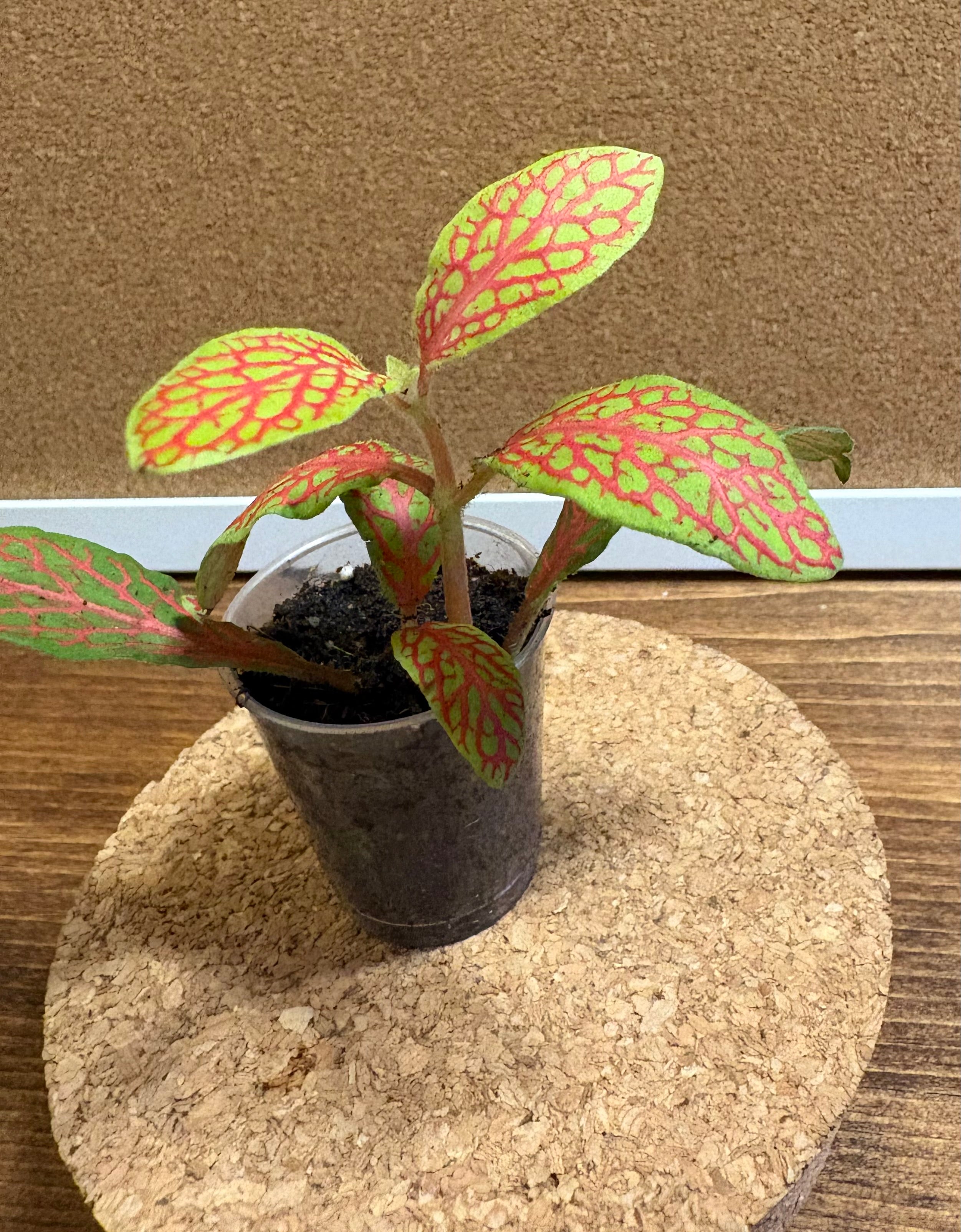DIY terrarium kit with plants substrate and jar