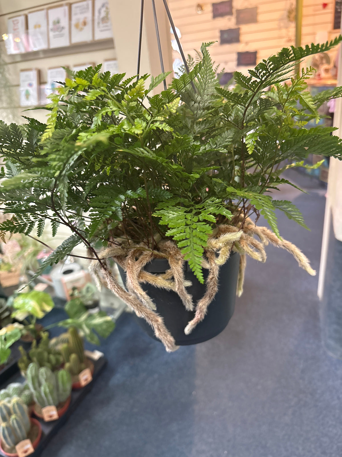 Humata tyermannii