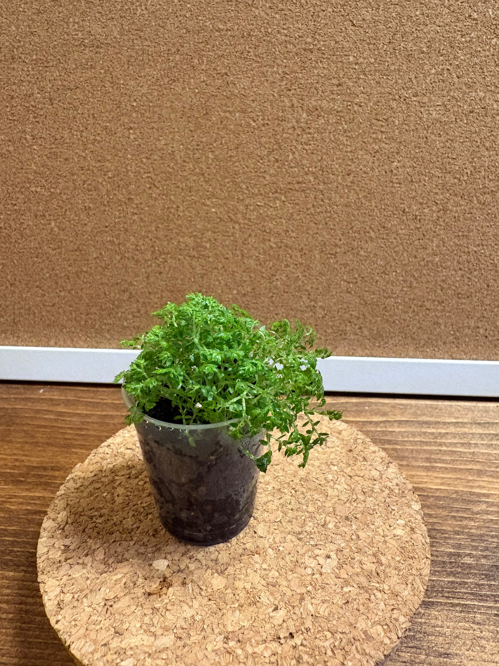 DIY terrarium kit with plants substrate and jar