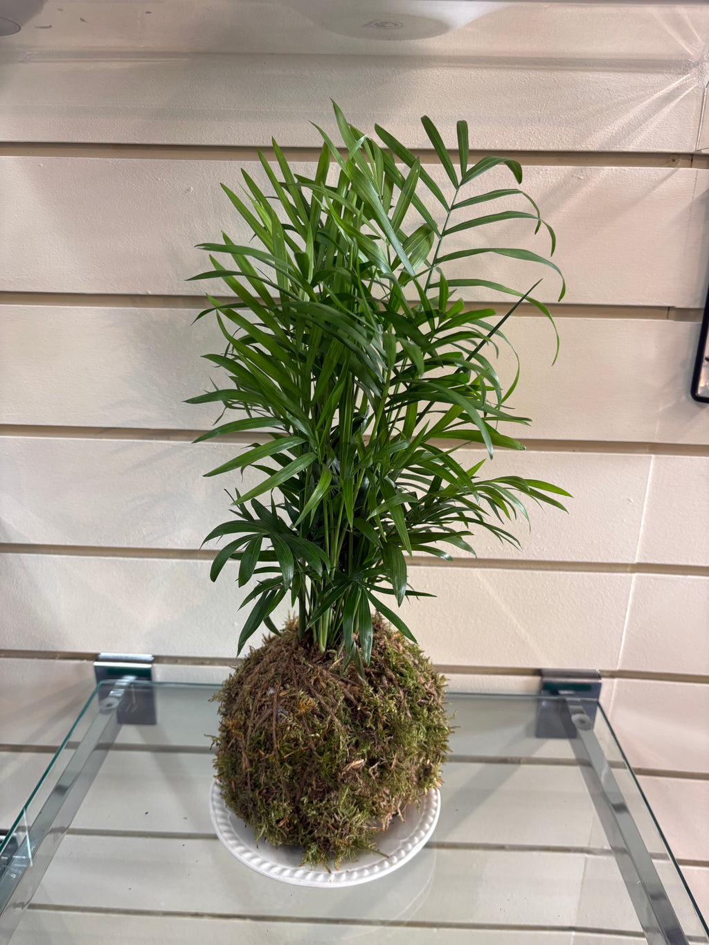 Kokedama DIY workshop Fri 25th Sep 5-6.30