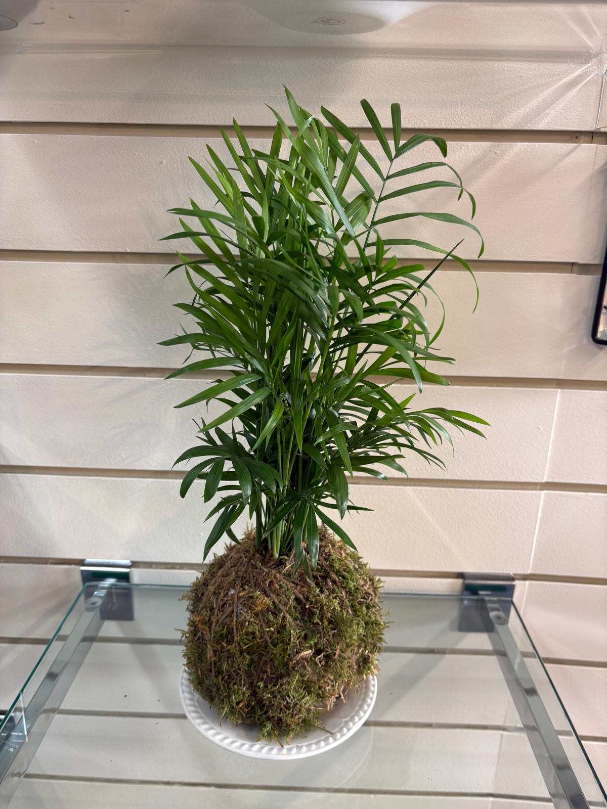 Kokedama DIY workshop Fri 25th Sep 5-6.30