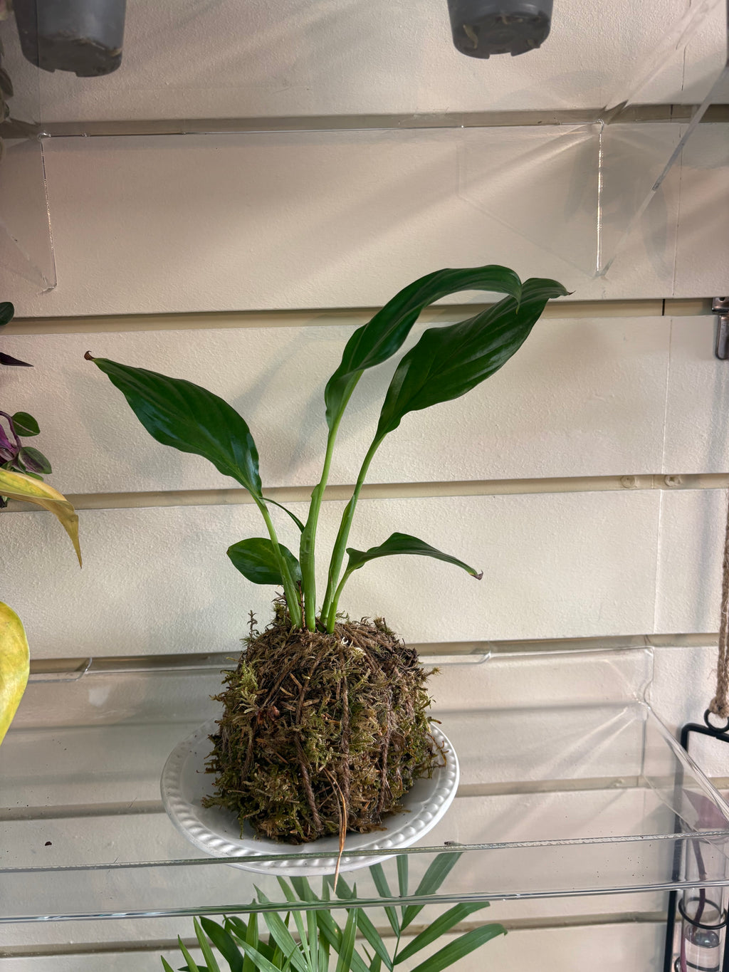 Kokedama DIY workshop Fri 25th Sep 5-6.30