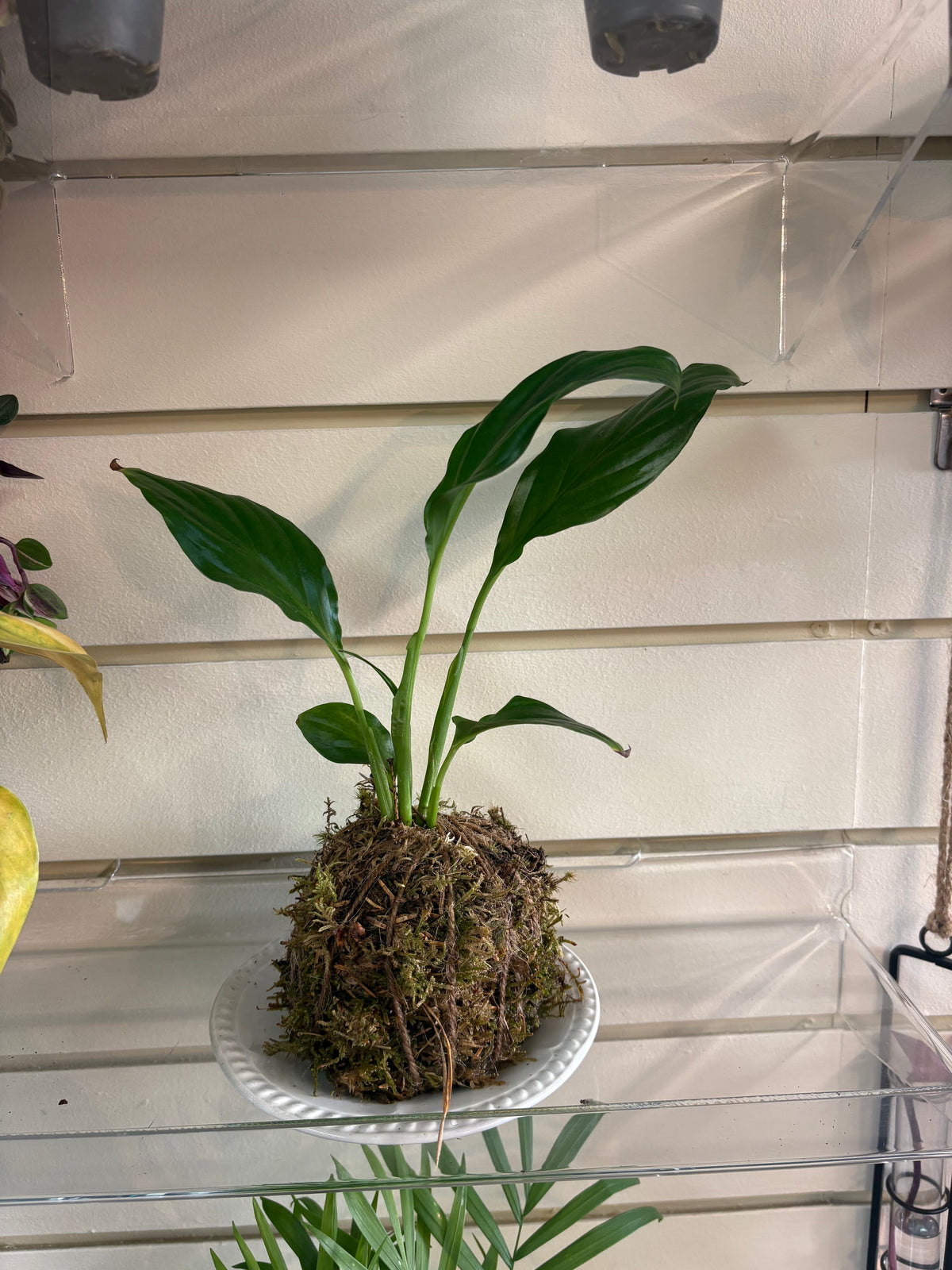 Kokedama DIY workshop Fri 25th Sep 5-6.30