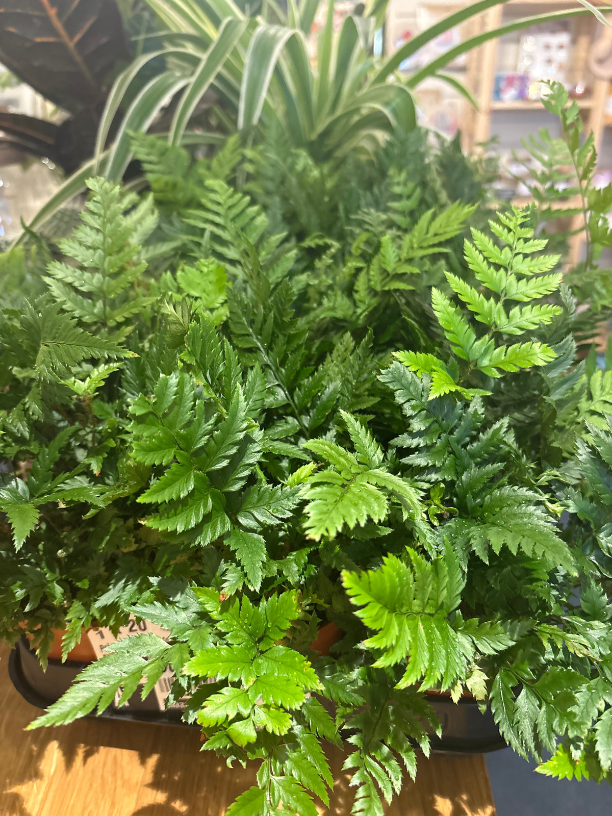 Polystichum rigens fern