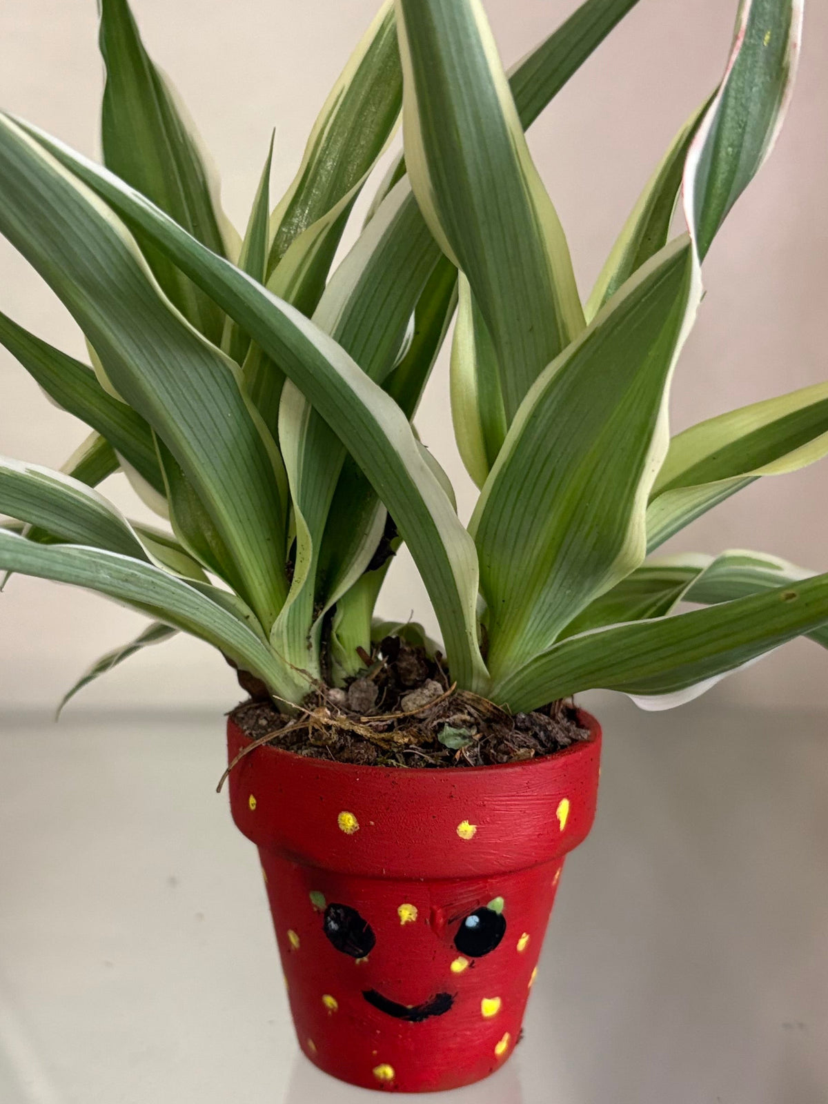 Plant pot DIY workshop for kids Sat 22nd of Aug 9-10am