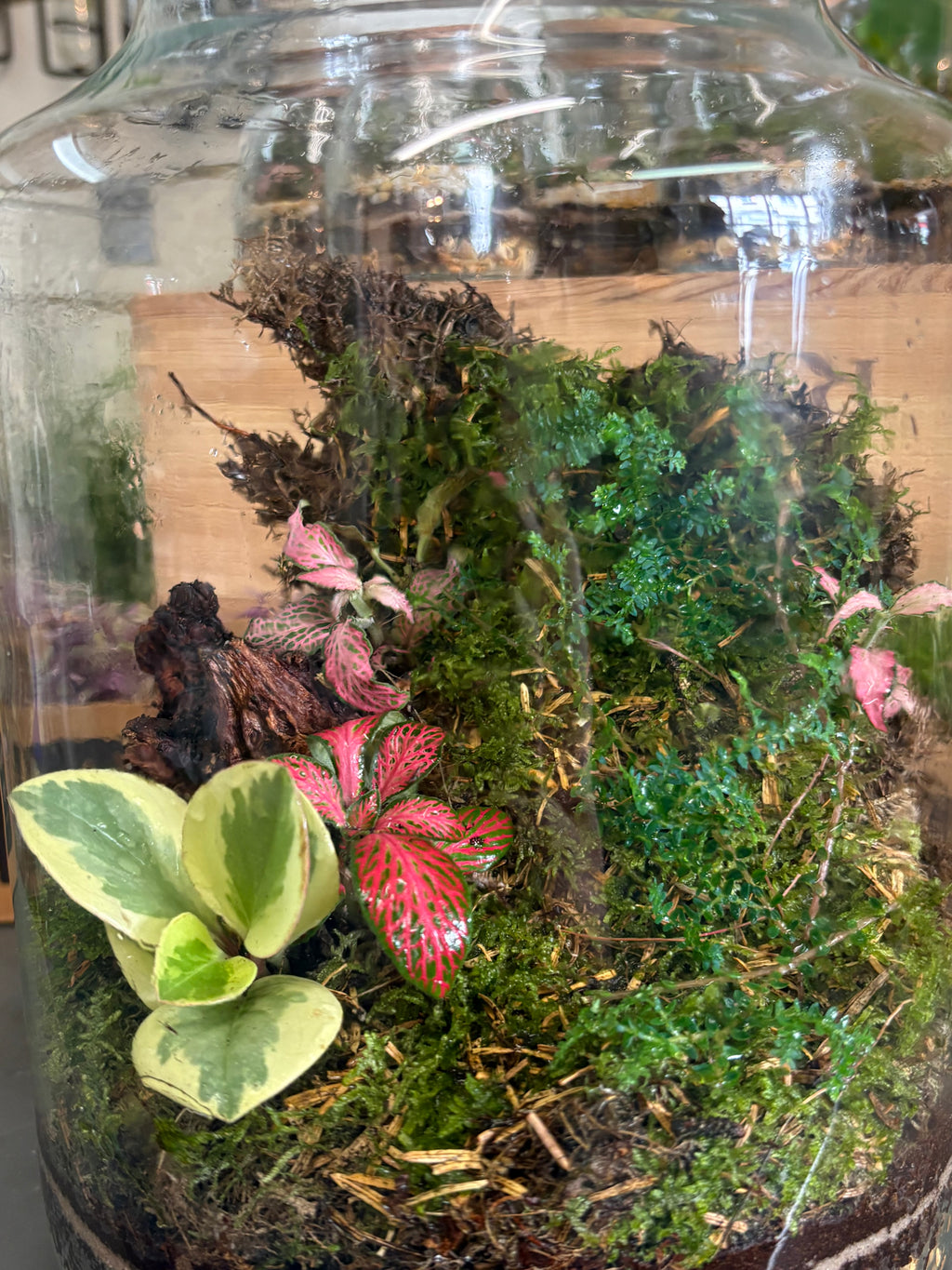 Terrarium workshop 21/8/26