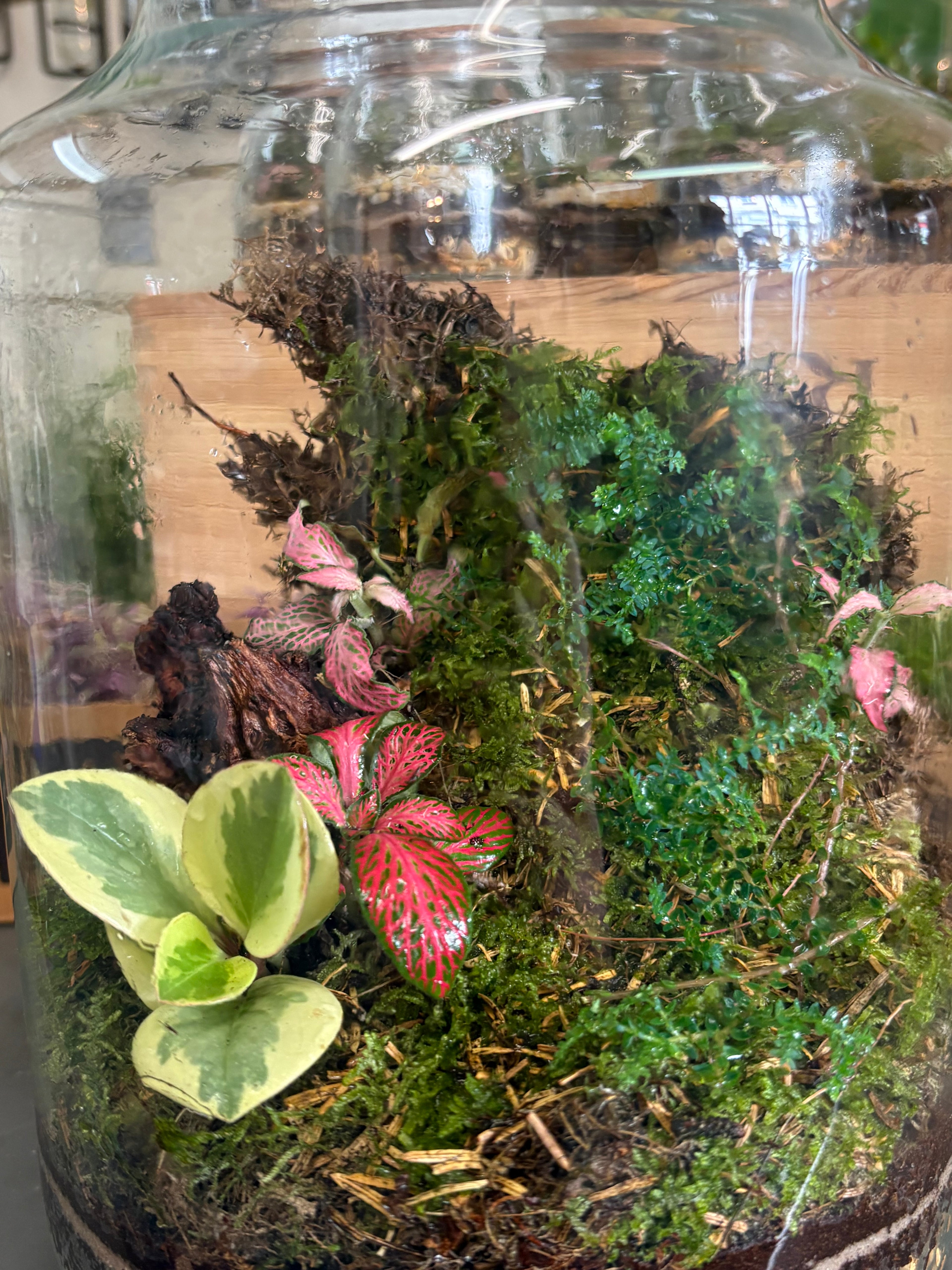 Terrarium workshop 21/8/26
