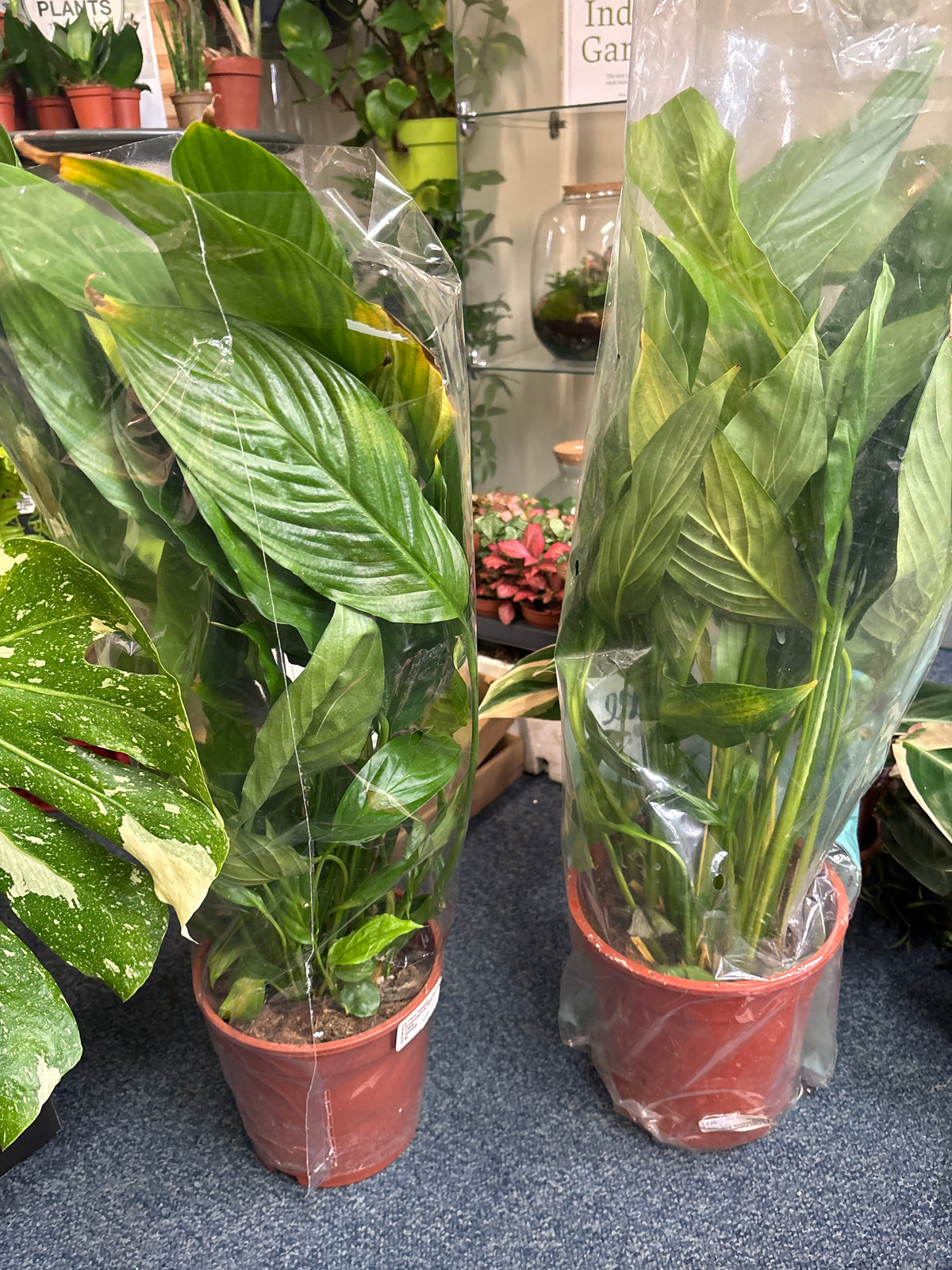 Spathiphyllum peace lily