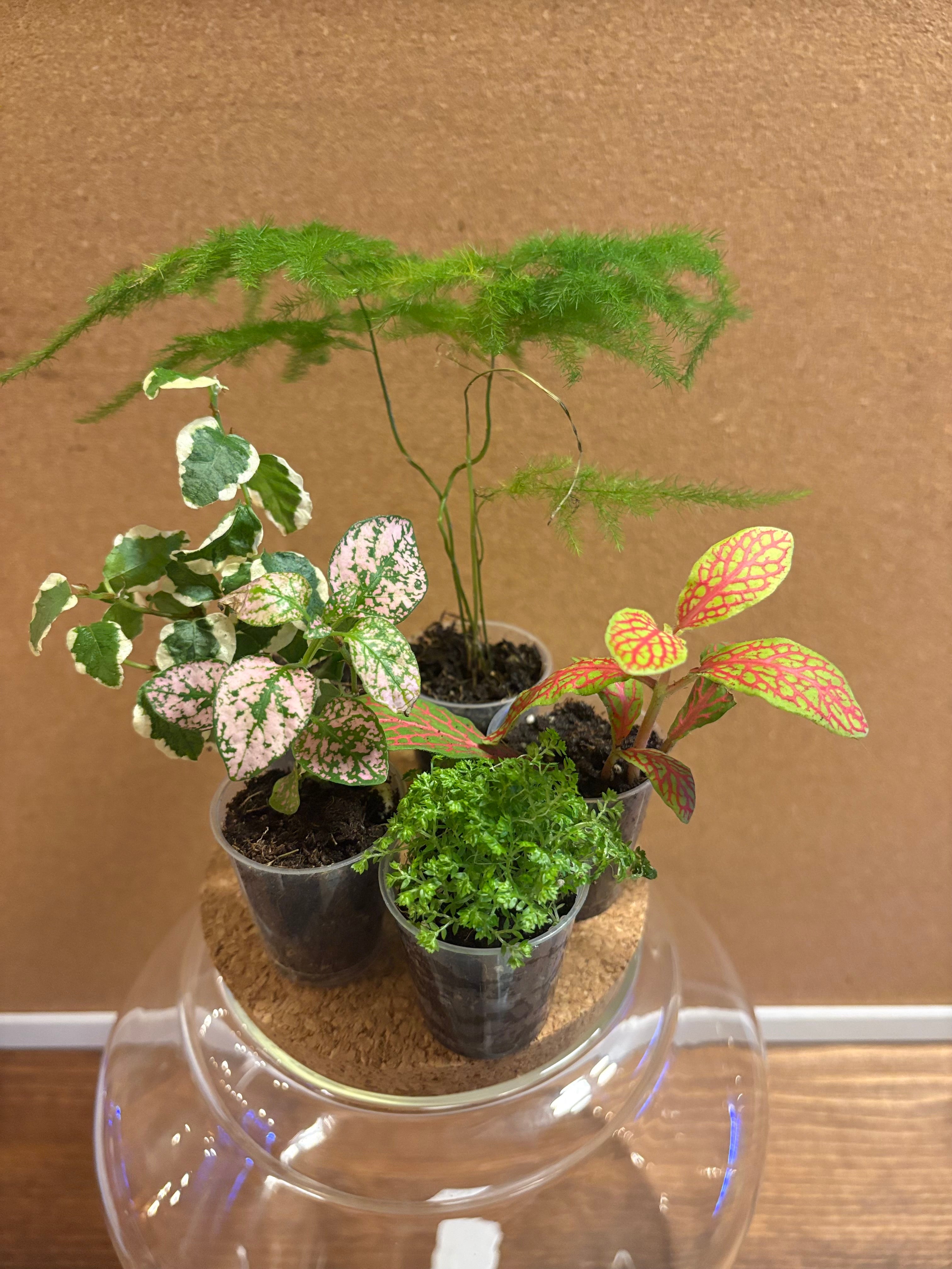 DIY terrarium kit with plants substrate and jar