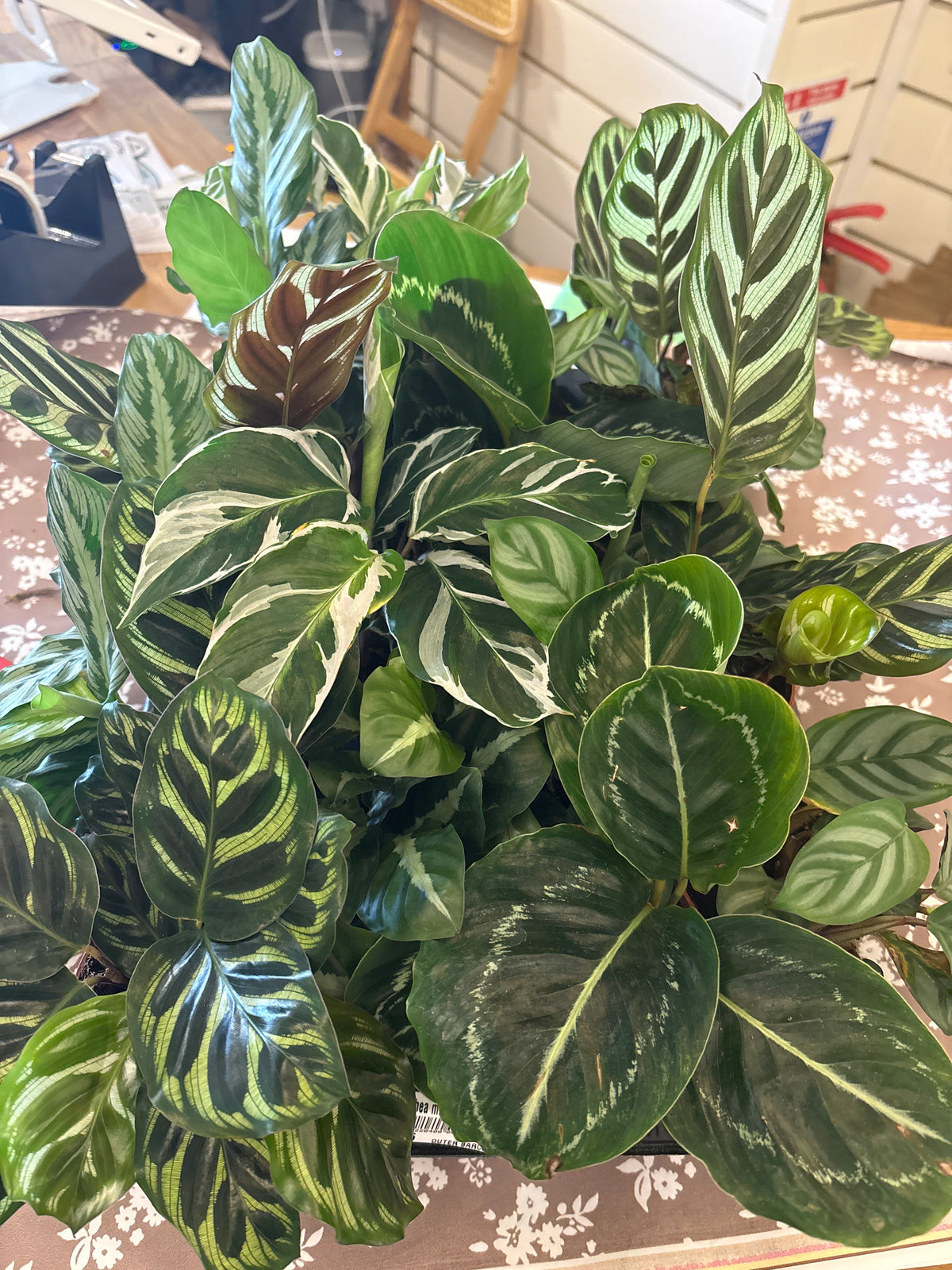 CM Calathea mix 7cm