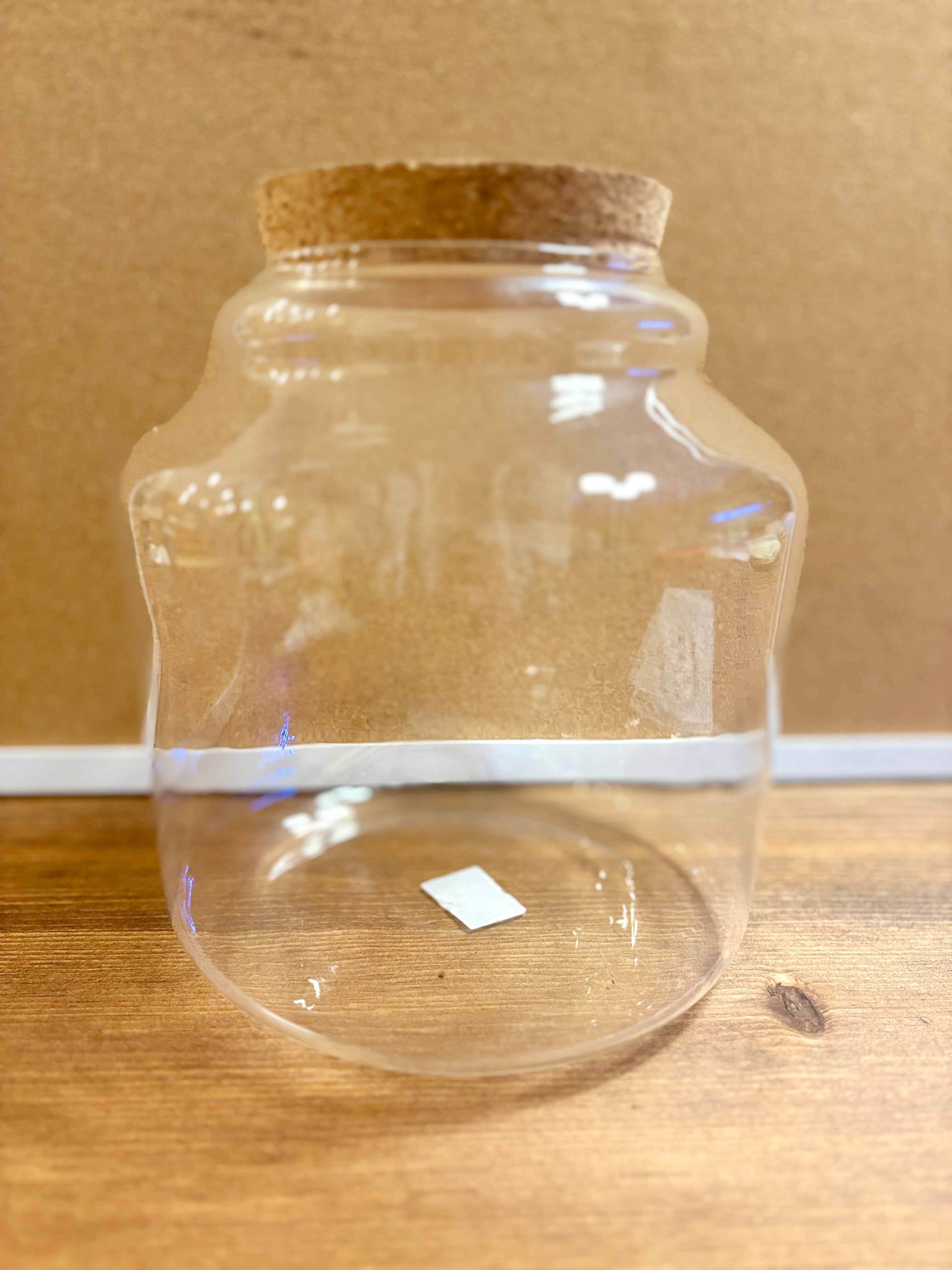 DIY terrarium kit with plants substrate and jar