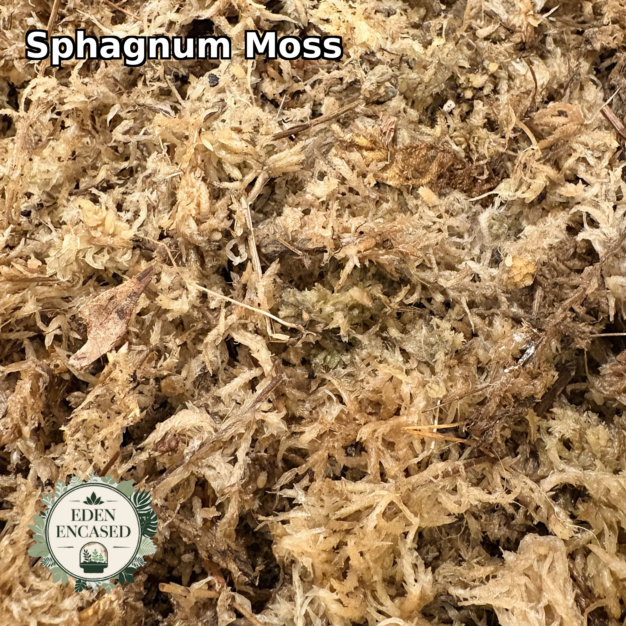 Sphagnum moss by Eden encased