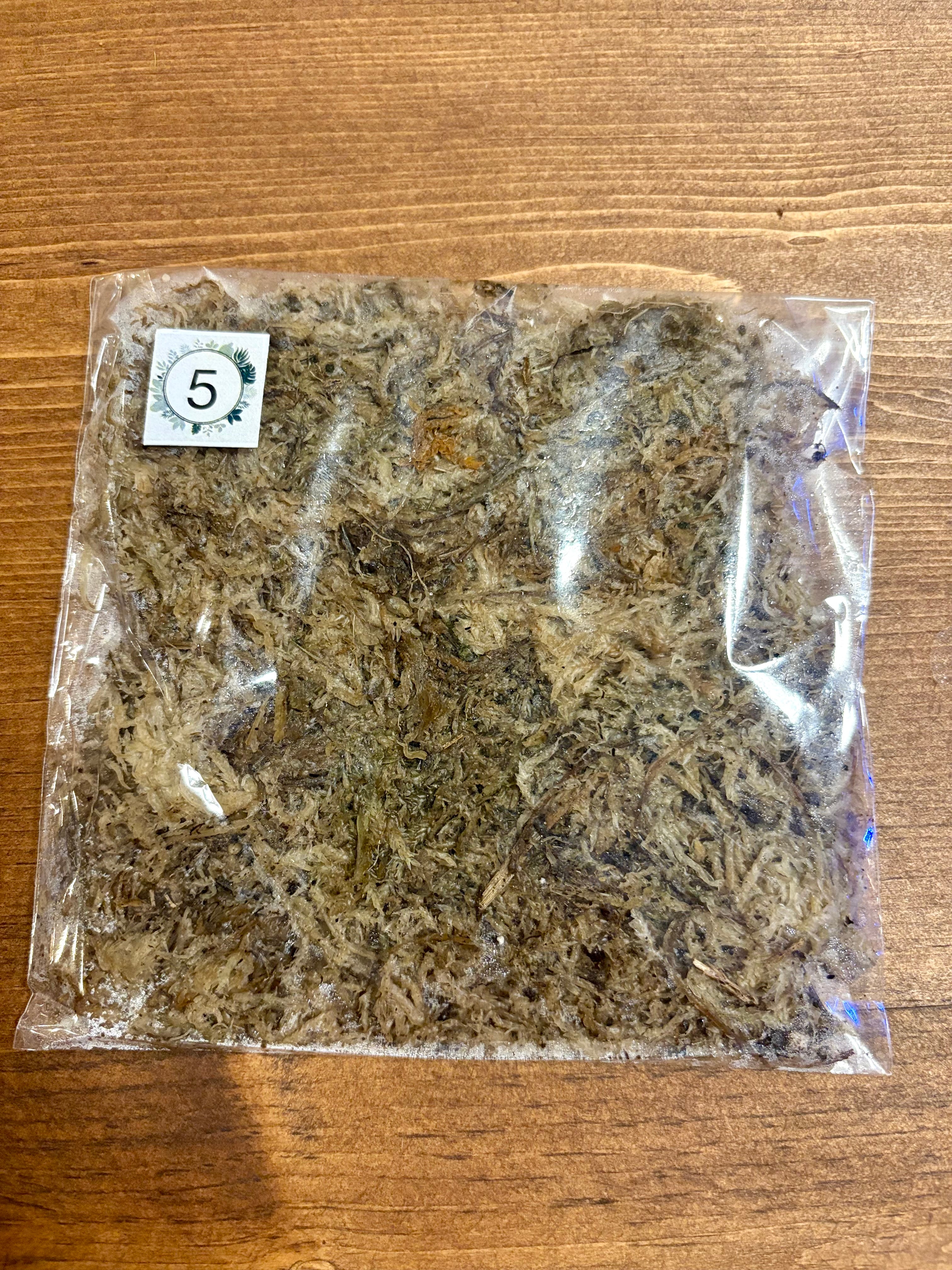 DIY terrarium kit with plants substrate and jar