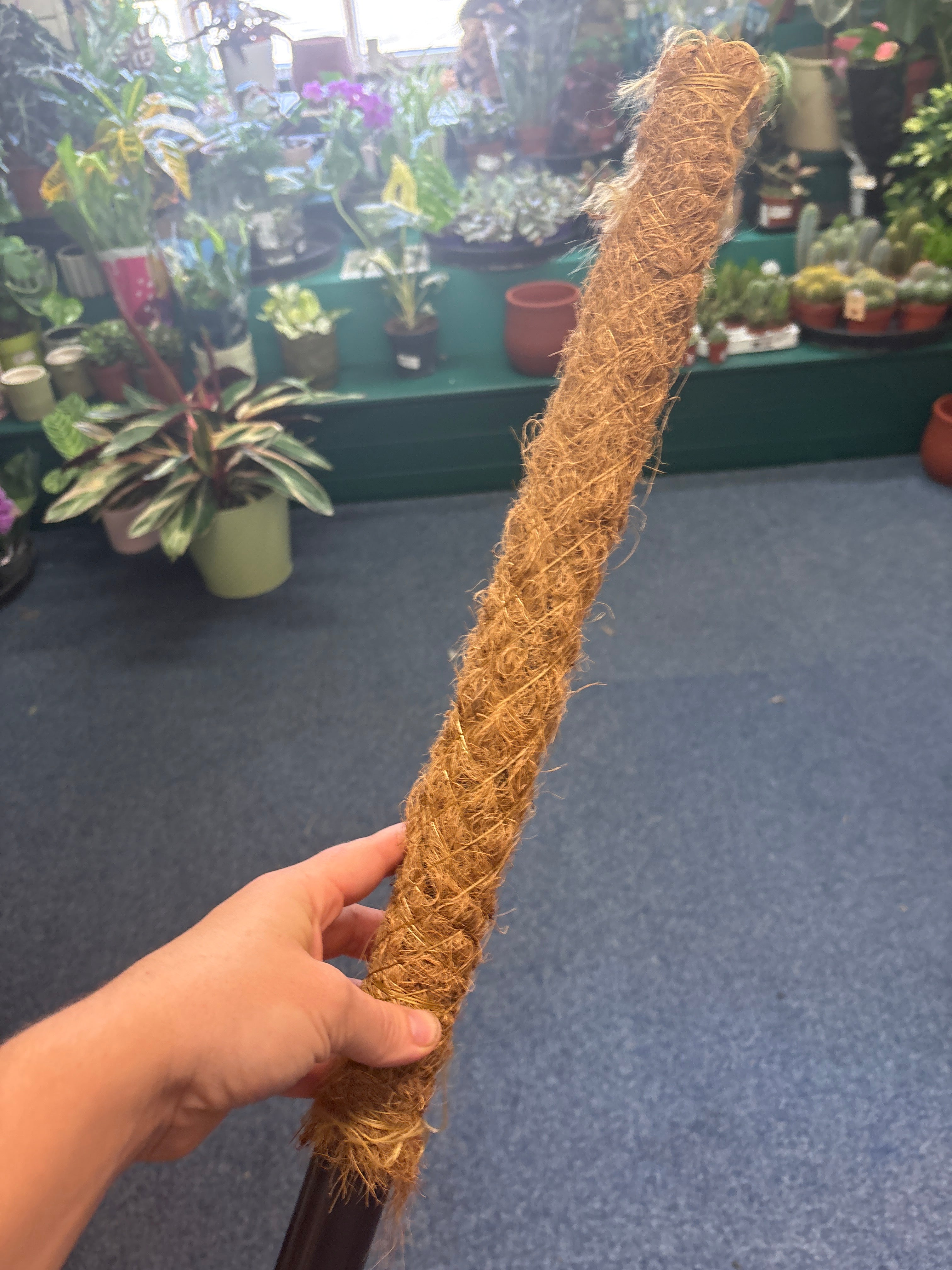 Moss Pole 50 cm