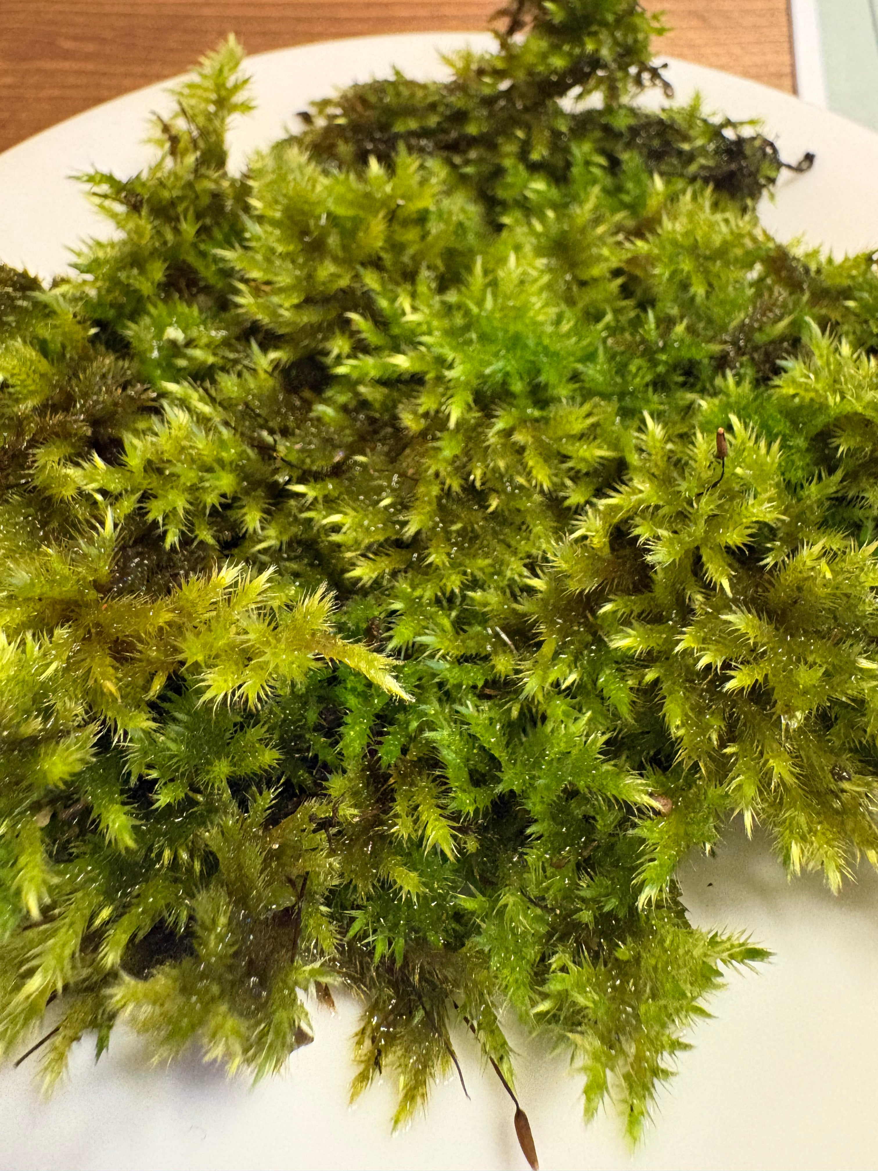 DIY terrarium kit with plants substrate and jar