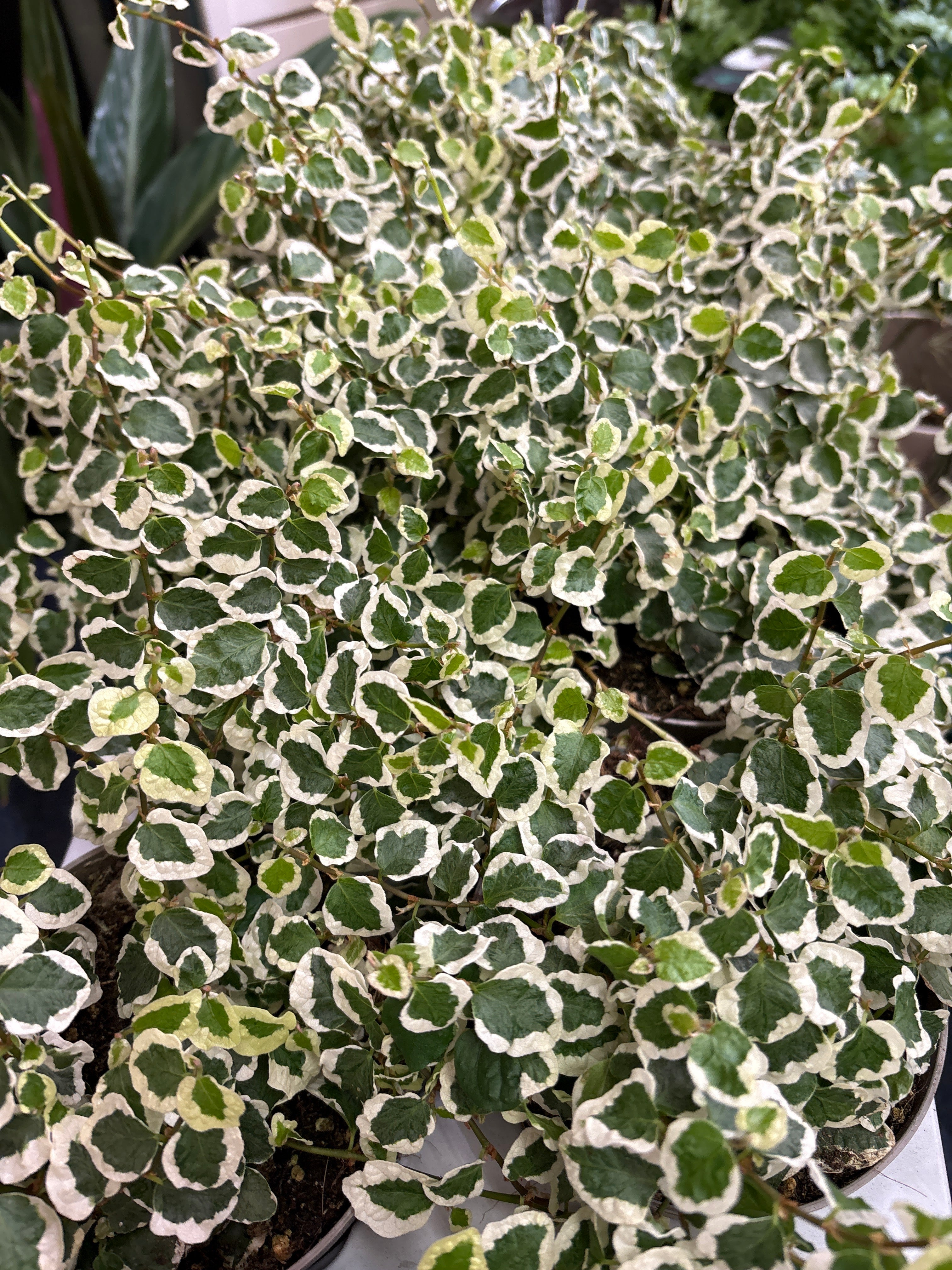 VCF Variegated creeping fig