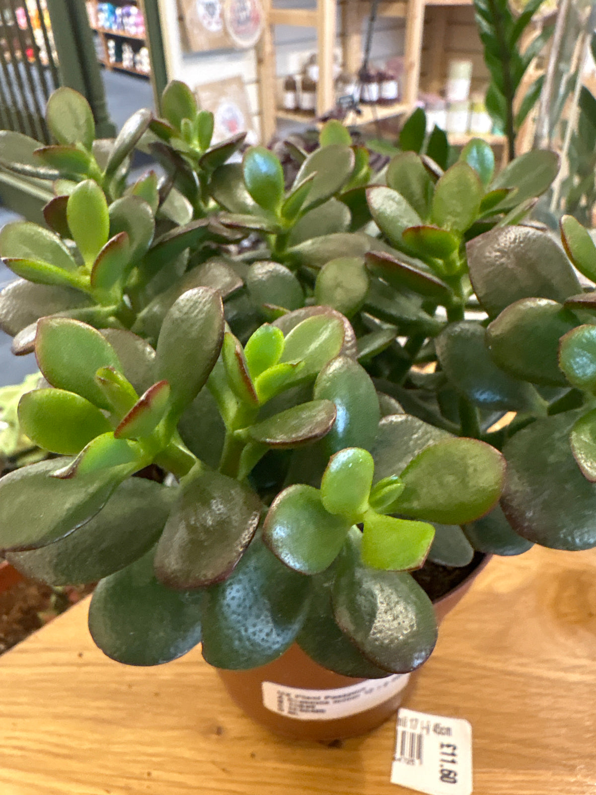 Crassula minor Jade money Plant