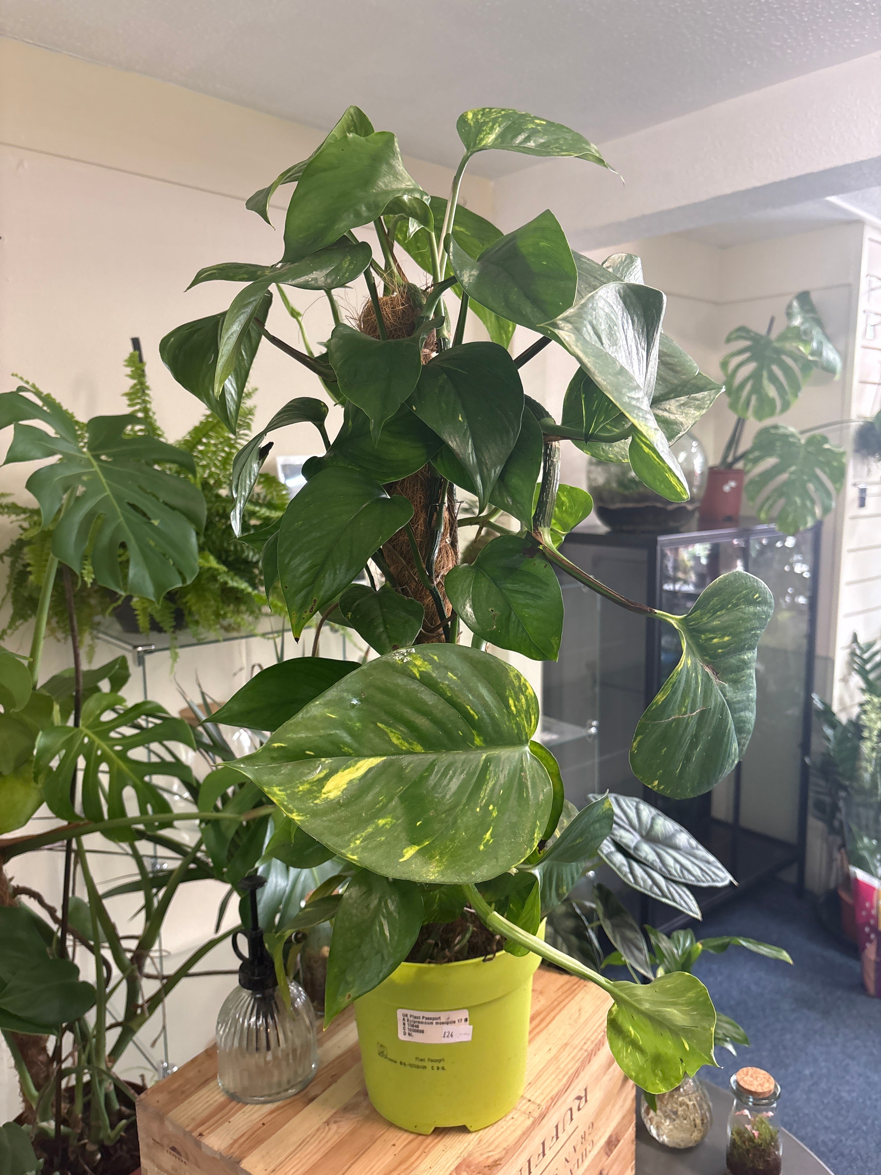Epipremnum, golden Pothos